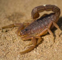Skorpion: Ein Exemplar des Spinnentieres reiste an Bord mit.