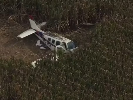 Die abgestürzte Beechcraft im Maisfeld: Alle vier Personen haben überlebt.