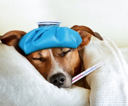 Kranker Hund: An Bord gefährlich.