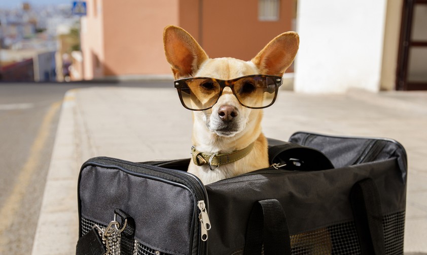 Auf was man achten muss, wenn Tiere an Bord mitreisen