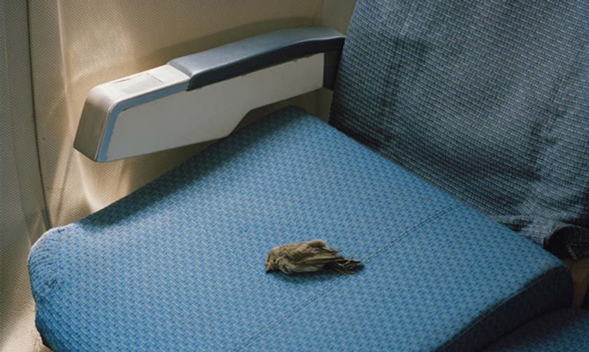 Morbide Stimmung: Toter Vogel auf altem Flugzeugsitz.