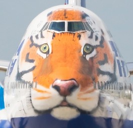 Boeing 747 mit Tiger-Lackierung, noch im Transaero-Design: Fliegt bei neuer Airline.