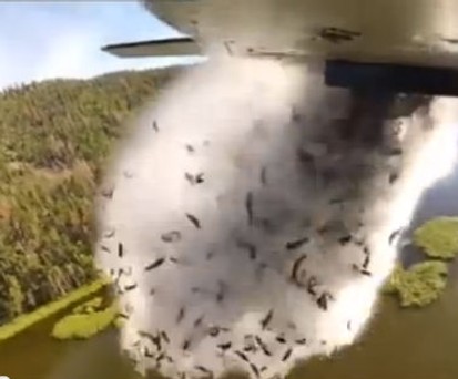 Fliegende Fische mal anders