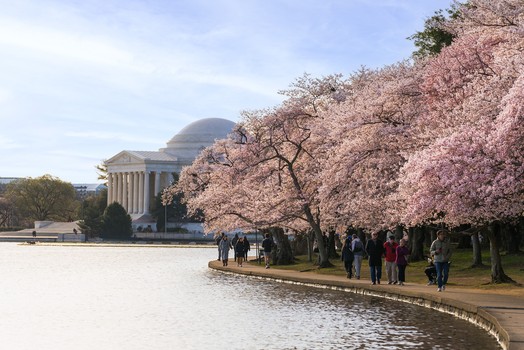 Cherry Blossoms am Tidal Basin