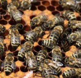 Bienenschwarm nimmt Passagiere als Geisel
