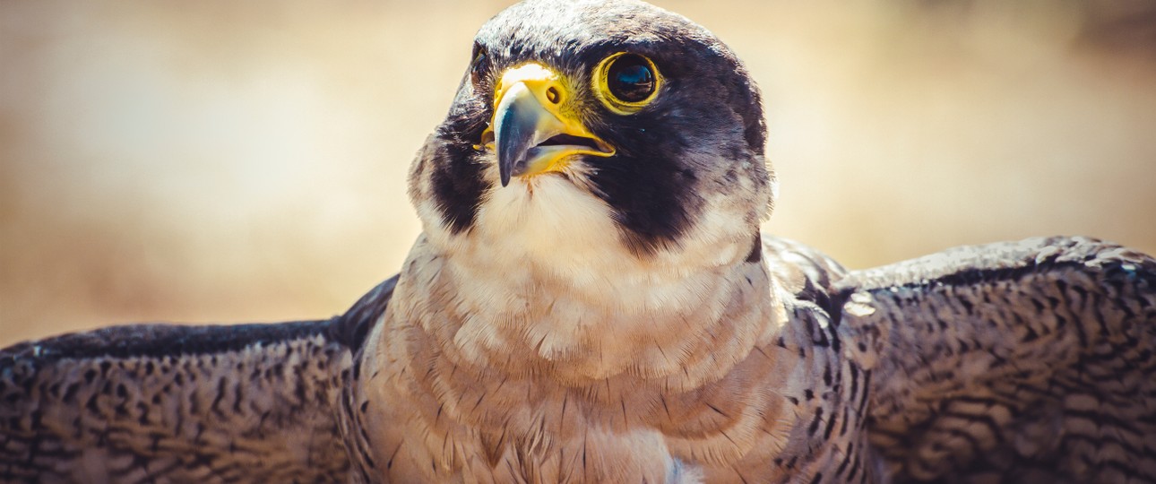 Wanderfalke: Zwei dieser Vögel sind bei Boeing zuhause.