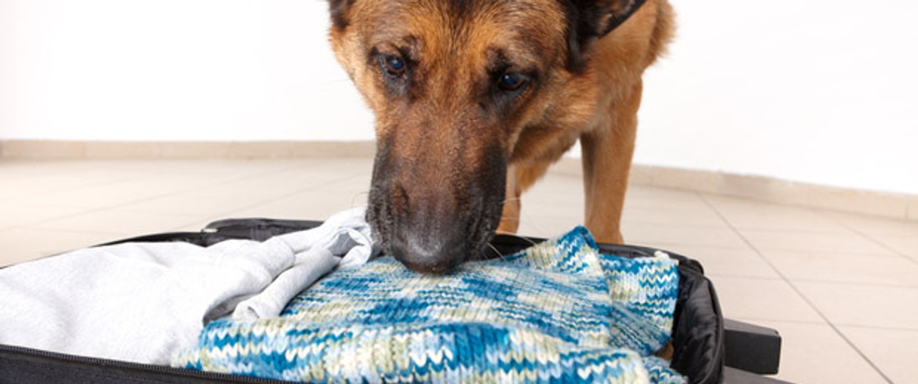 Spürhund am Flughafen: Die Bomben sollen im Gepäck versteckt werden.