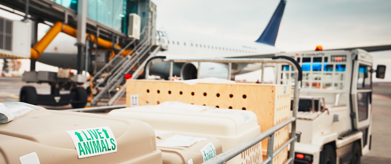 Tiertransportboxen auf dem Weg zum Flieger (Archivbild): Ein Hund büxte an Bord aus.