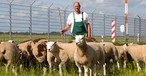 Schafe am Hamburger Flughafen: Nicht die einzigen tierischen Luftfahrt-Mitarbeiter.