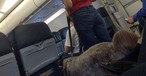 Der fehlbare Hund: Dringendes Bedürfnis.