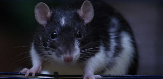 Ratte: Jagte den Behörden einen Schreck ein.