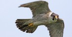 Der Wanderfalke: Fasziniert Strömungsmechaniker.