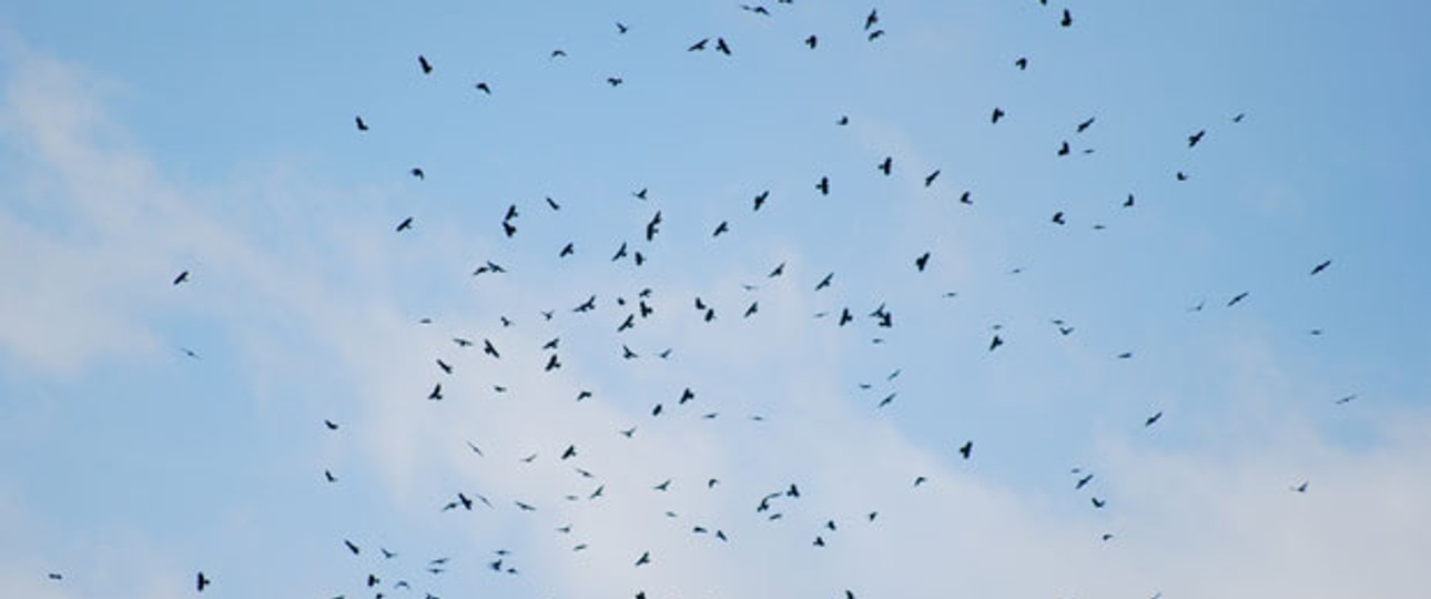 Ein Vogelschwarm kann für Flieger ziemlich gefährlich werden.