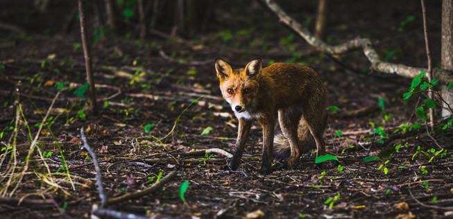 Fuchs: Er stoppte einen Superjumbo.