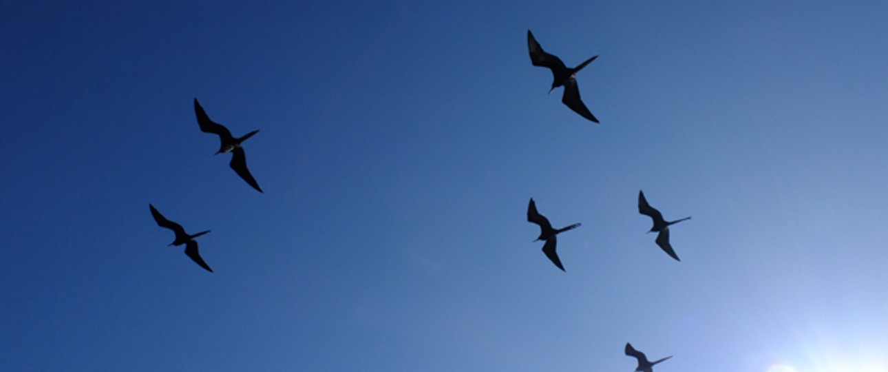 Vögel: Je leiser Flugzeuge werden, desto weniger schrecken sie Tiere ab.