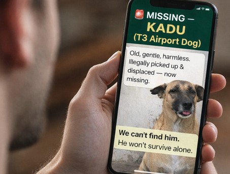 In Dehli wird ein Straßenhund vermisst: Das ist einer von zahlreichen Tweets. 
