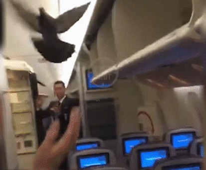 Flugbegleiter versuchen die Taube wegzuscheuchen: Husch, husch!