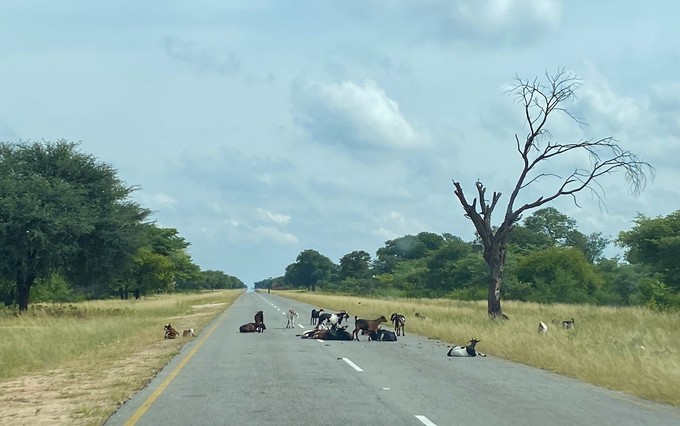 Die einzige Fernstraße im Caprivi wird nicht nur von Autos benutzt