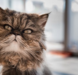 Katze mit flachem Gesicht: Es kommt häufiger zu Zwischenfällen.