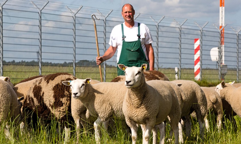 Schafe am Hamburger Flughafen: Nicht die einzigen tierischen Luftfahrt-Mitarbeiter.