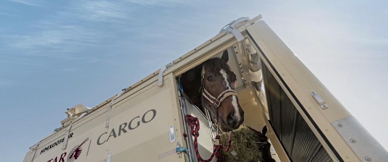 Pferd im Container: Der Transport der Tiere ist aufwendig. 