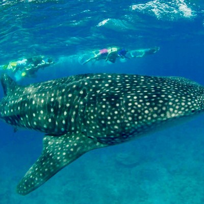 Walhaie sind regelmäßig im Süd-Ari-Atoll anzutreffen c 