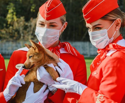 Flugbegleiterinnen von Aeroflot: So freundlich wie mit dem Hund gehen die Angestellten mit Maskenverweigerern nicht um.