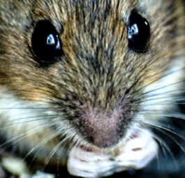 Maus: Hat an Bord nichts verloren.