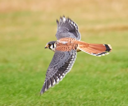 Turmfalke: Ein verletzes Exemplar fühhte in Hamburg zu einem Durchstart.