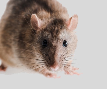 Maus. Sieht auf dem Bild niedlich aus, stört aber am Flughafen.