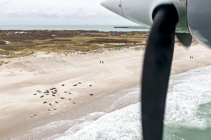 Beim Anflug sind am Strand Kegelrobben zu sehen.