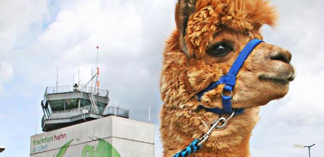 Alpaka am Flughafen Hahn: Ob es auch die Fast Lane benutzen darf, ist nicht überliefert.