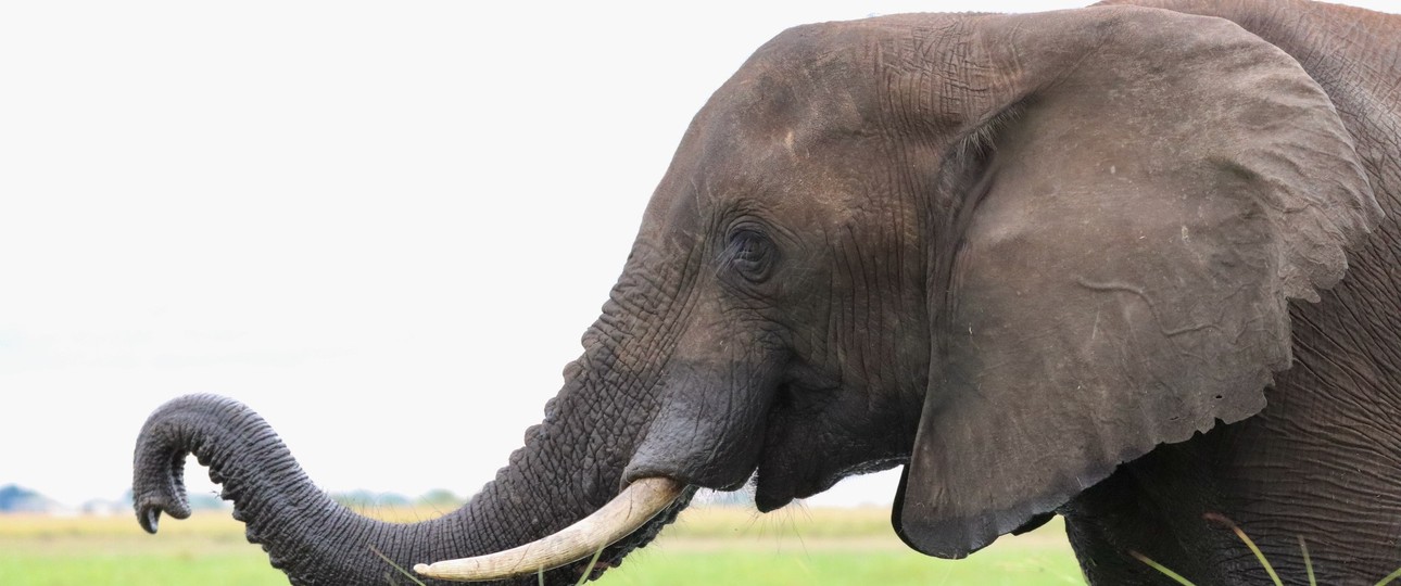 Elefanten gibt es zigtausende in Namibia auch im Caprivic