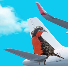 Flieger von Jetsmart: Die Airline dekoriert die Leitwerke mit südamerikanischen Tierarten.