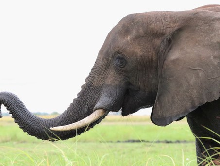 Elefanten gibt es zigtausende in Namibia auch im Caprivic