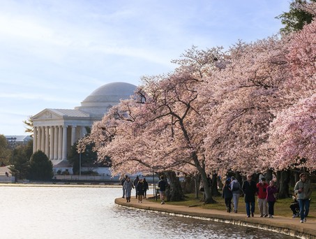 Cherry Blossoms am Tidal Basin