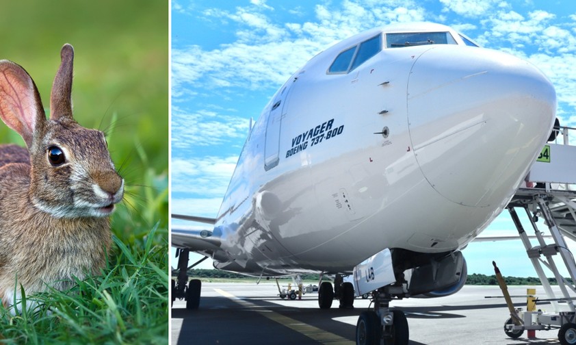 Kaninchen und Flieger von ETF Airways: Sorgen für Ärger in Bremen.