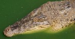 Krokodil: Führte ein solches Reptil zu Panik an Bord?