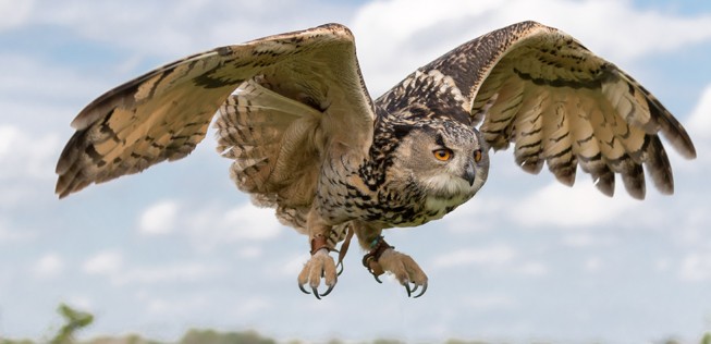 Eule im Flug: Von ihr kann die Flugzeugtechnik viel lernen.