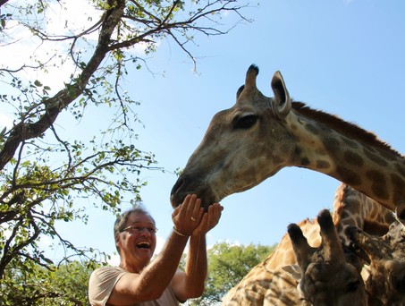 So nah kommt man Giraffen sonst nie wie im  Royal Livingstone