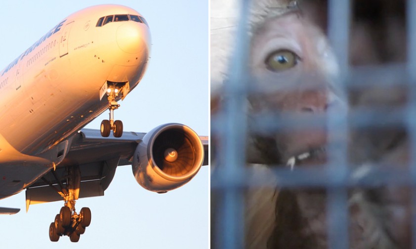 Jet von Air France und Laboraffe: Bald nicht mehr kombinierbar.