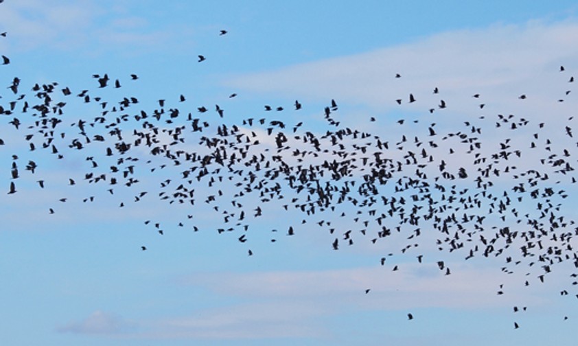 Vogelschwarm: Für Flugzeuge kann er schnell gefährlich werden.
