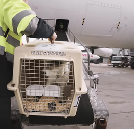 So reisen Sie richtig mit Tieren im Flugzeug
