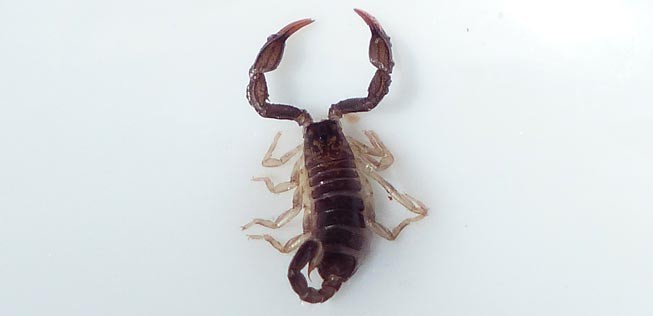 Skorpion (Archivbild): Kein beliebter Mitreisender.