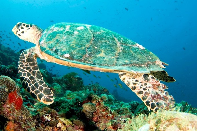 Karettschildkröte