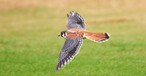 Turmfalke: Ein verletztes Exemplar führte in Hamburg zu einem Durchstartmanöver.