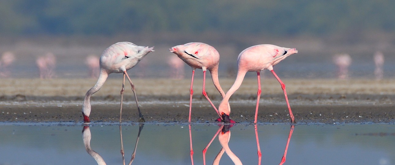 Flamingos in Indien: Experten warnen vor einem Problem mit Vogelschlag an Mumbais neuem Airport.