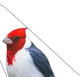 ticker-jetsmart