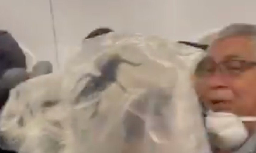 Das ist eine Riesenspinne im Flugzeug