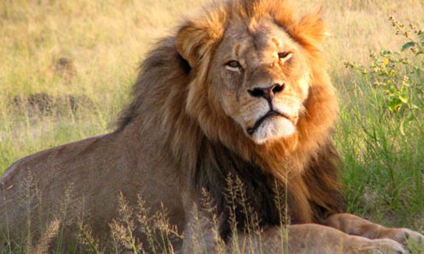 Der Löwe Cecil: Sein Tod erregte weltweit Aufsehen.